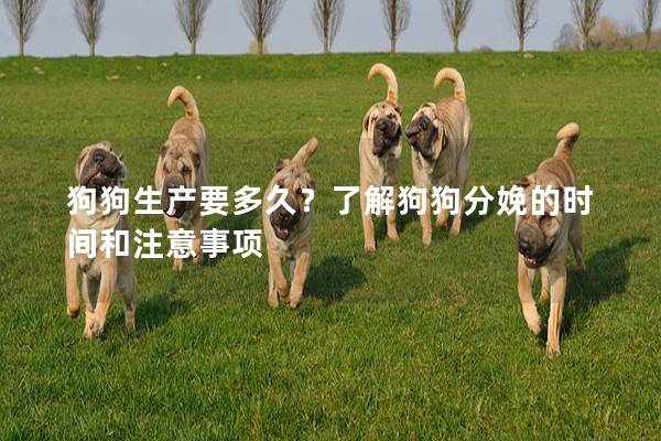 狗狗生产要多久？了解狗狗分娩的时间和注意事项