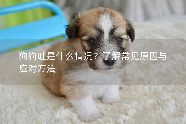 狗狗吐是什么情况？了解常见原因与应对方法