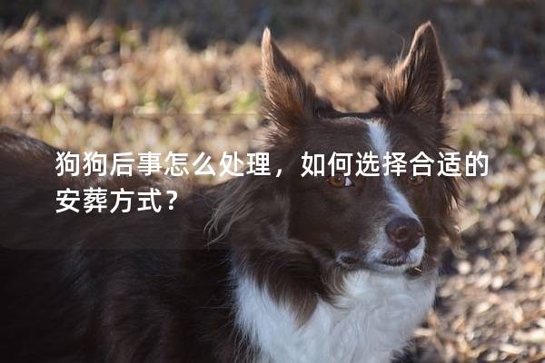 狗狗后事怎么处理，如何选择合适的安葬方式？