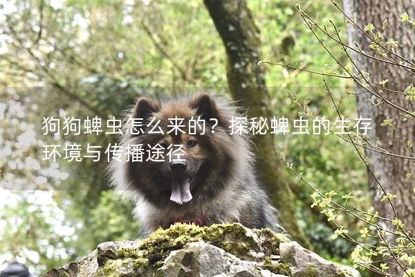 狗狗蜱虫怎么来的？探秘蜱虫的生存环境与传播途径