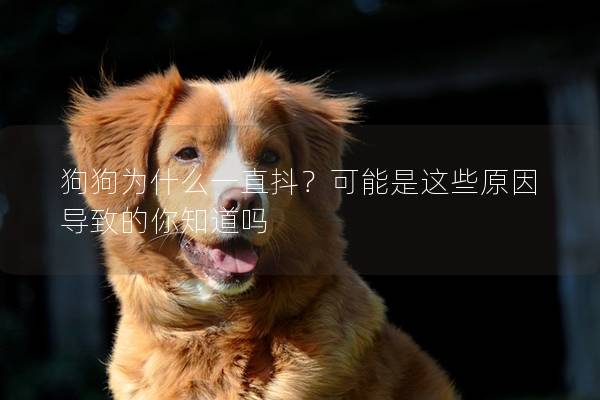 狗狗为什么一直抖？可能是这些原因导致的你知道吗