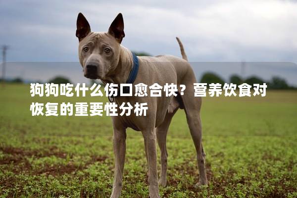 狗狗吃什么伤口愈合快？营养饮食对恢复的重要性分析