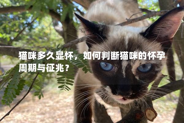 猫咪多久显怀，如何判断猫咪的怀孕周期与征兆？