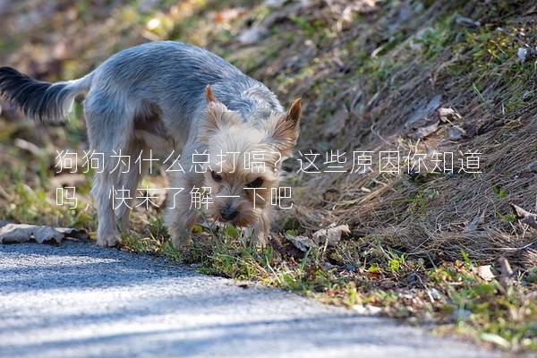 狗狗为什么总打嗝？这些原因你知道吗，快来了解一下吧