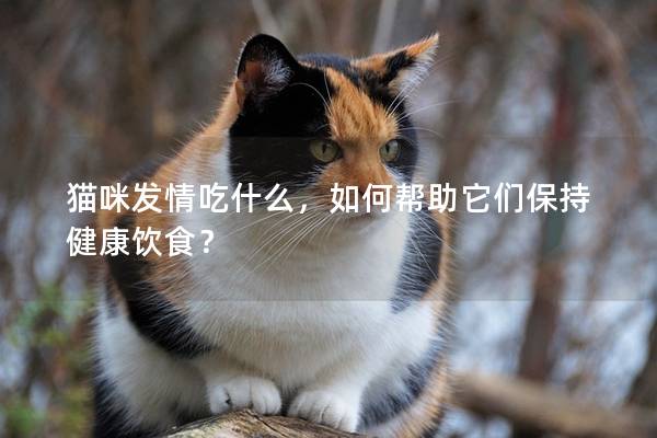 猫咪发情吃什么，如何帮助它们保持健康饮食？