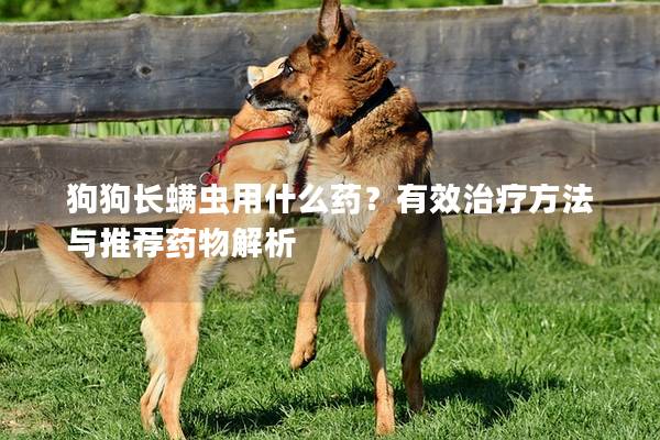 狗狗长螨虫用什么药？有效治疗方法与推荐药物解析