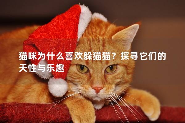 猫咪为什么喜欢躲猫猫？探寻它们的天性与乐趣