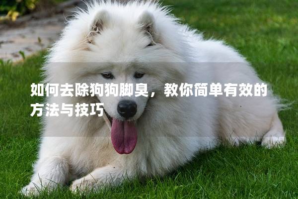 如何去除狗狗脚臭，教你简单有效的方法与技巧