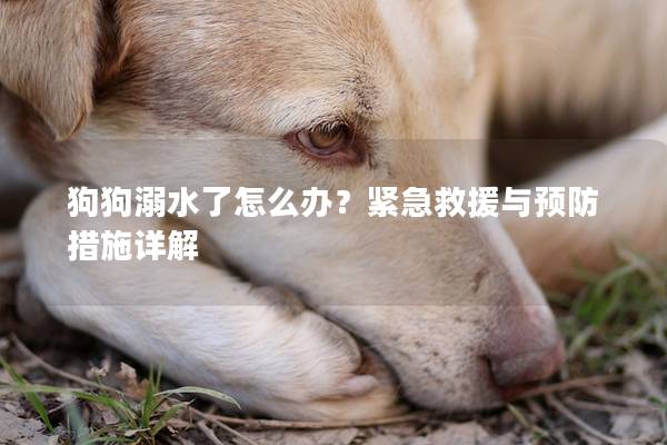 狗狗溺水了怎么办？紧急救援与预防措施详解