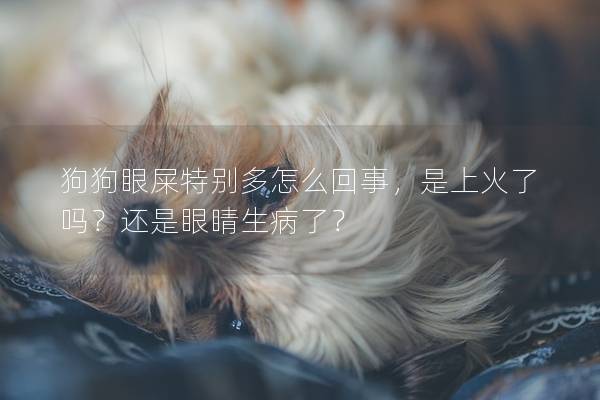 狗狗眼屎特别多怎么回事，是上火了吗？还是眼睛生病了？