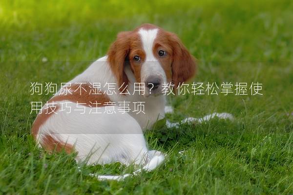 狗狗尿不湿怎么用？教你轻松掌握使用技巧与注意事项