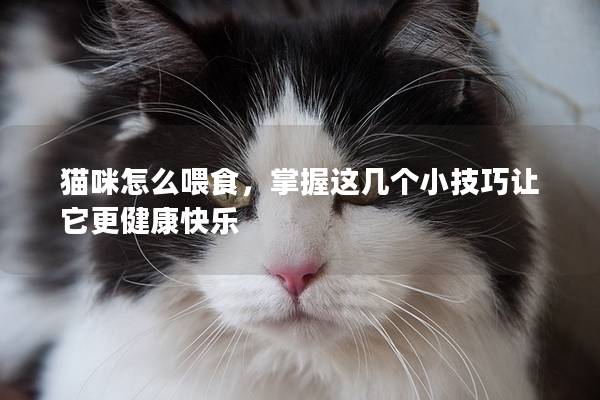 猫咪怎么喂食，掌握这几个小技巧让它更健康快乐