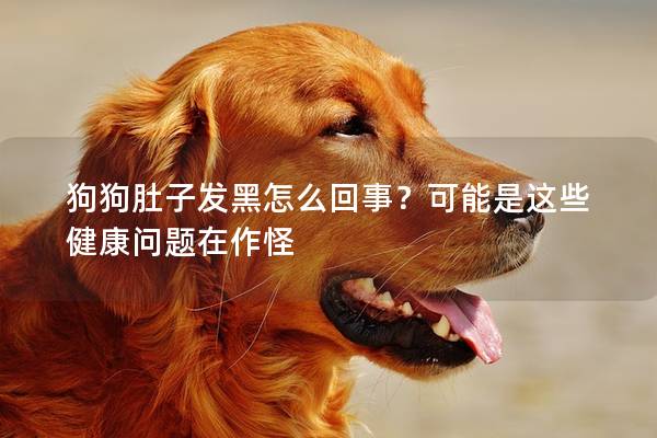 狗狗肚子发黑怎么回事？可能是这些健康问题在作怪