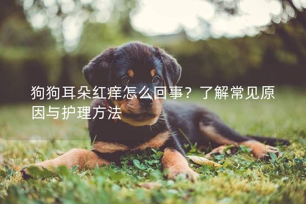 狗狗耳朵红痒怎么回事？了解常见原因与护理方法