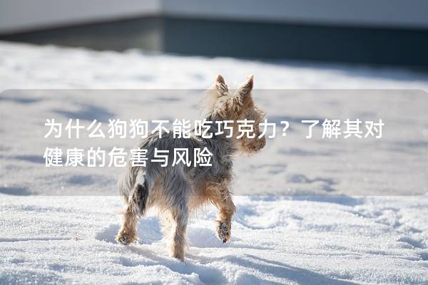 为什么狗狗不能吃巧克力？了解其对健康的危害与风险