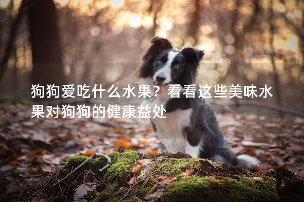 狗狗爱吃什么水果？看看这些美味水果对狗狗的健康益处