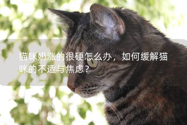 猫咪奶涨的很硬怎么办，如何缓解猫咪的不适与焦虑？