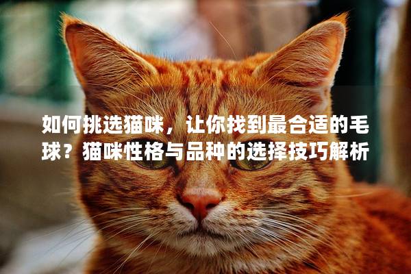 如何挑选猫咪，让你找到最合适的毛球？猫咪性格与品种的选择技巧解析