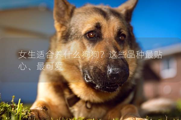 女生适合养什么狗狗？这些品种最贴心、最可爱