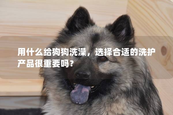 用什么给狗狗洗澡，选择合适的洗护产品很重要吗？