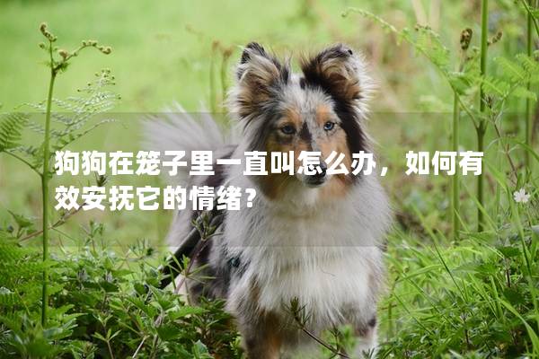 狗狗在笼子里一直叫怎么办，如何有效安抚它的情绪？