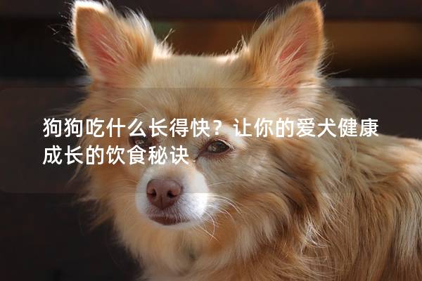 狗狗吃什么长得快？让你的爱犬健康成长的饮食秘诀