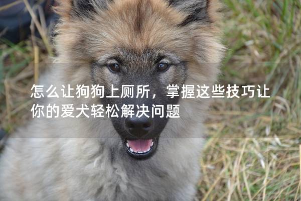 怎么让狗狗上厕所，掌握这些技巧让你的爱犬轻松解决问题