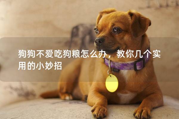 狗狗不爱吃狗粮怎么办，教你几个实用的小妙招
