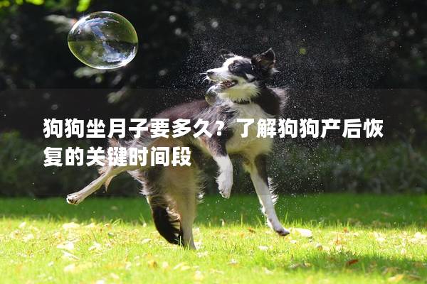 狗狗坐月子要多久？了解狗狗产后恢复的关键时间段