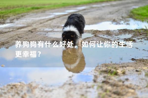 养狗狗有什么好处，如何让你的生活更幸福？
