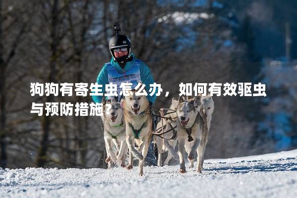 狗狗有寄生虫怎么办，如何有效驱虫与预防措施？