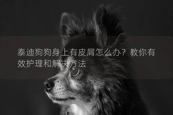 泰迪狗狗身上有皮屑怎么办？教你有效护理和解决方法
