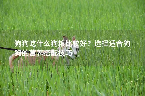 狗狗吃什么狗粮比较好？选择适合狗狗的营养搭配技巧