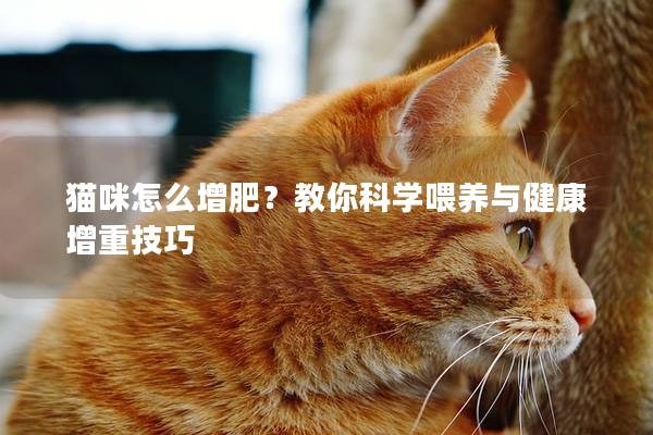 猫咪怎么增肥？教你科学喂养与健康增重技巧