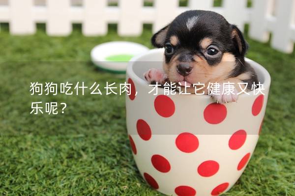 狗狗吃什么长肉，才能让它健康又快乐呢？