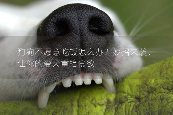 狗狗不愿意吃饭怎么办？妙招来袭，让你的爱犬重拾食欲