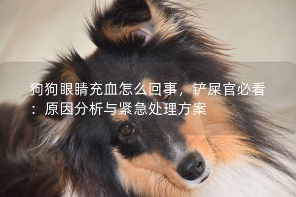 狗狗眼睛充血怎么回事，铲屎官必看：原因分析与紧急处理方案