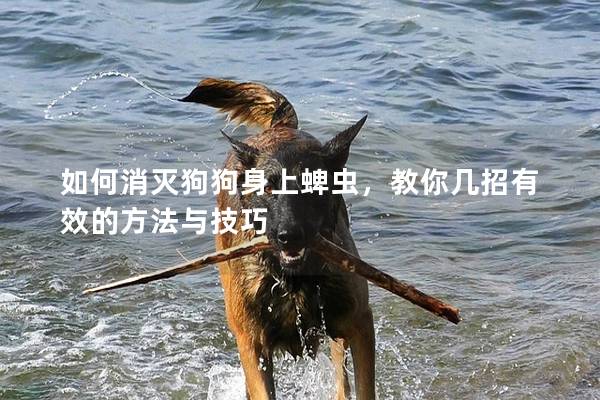 如何消灭狗狗身上蜱虫，教你几招有效的方法与技巧