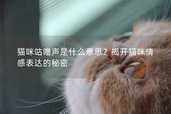 猫咪咕噜声是什么意思？揭开猫咪情感表达的秘密