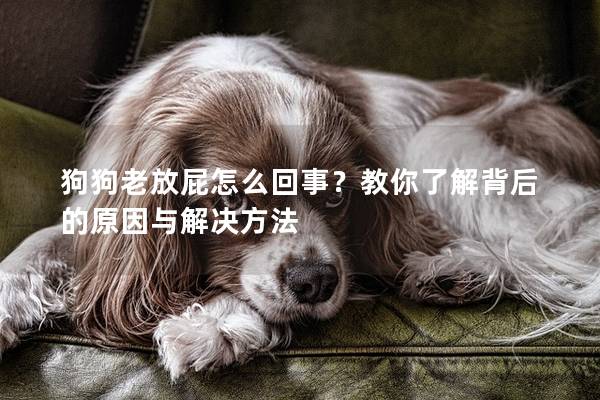 狗狗老放屁怎么回事？教你了解背后的原因与解决方法