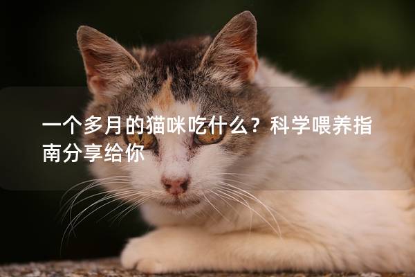 一个多月的猫咪吃什么？科学喂养指南分享给你
