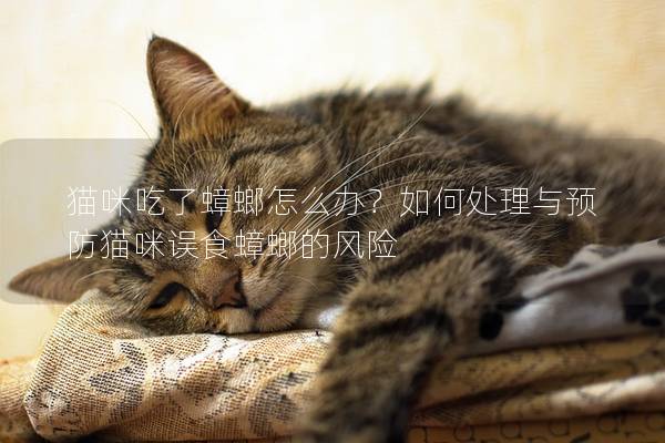 猫咪吃了蟑螂怎么办？如何处理与预防猫咪误食蟑螂的风险