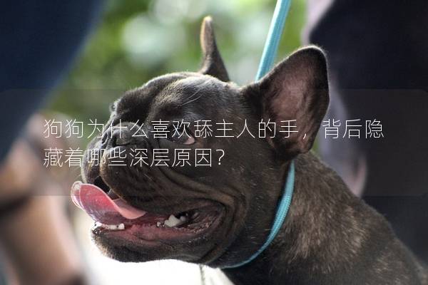 狗狗为什么喜欢舔主人的手，背后隐藏着哪些深层原因？