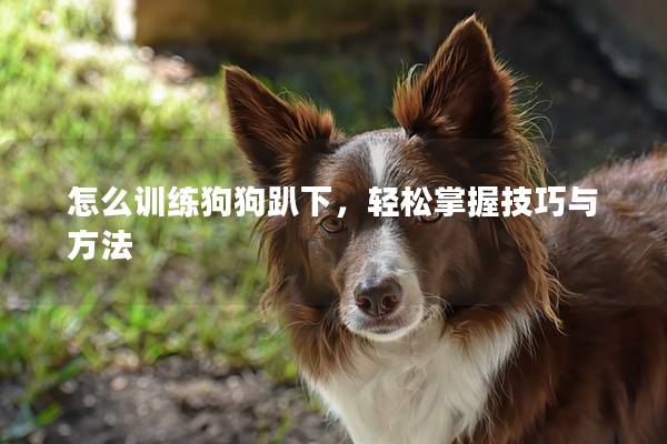 怎么训练狗狗趴下，轻松掌握技巧与方法