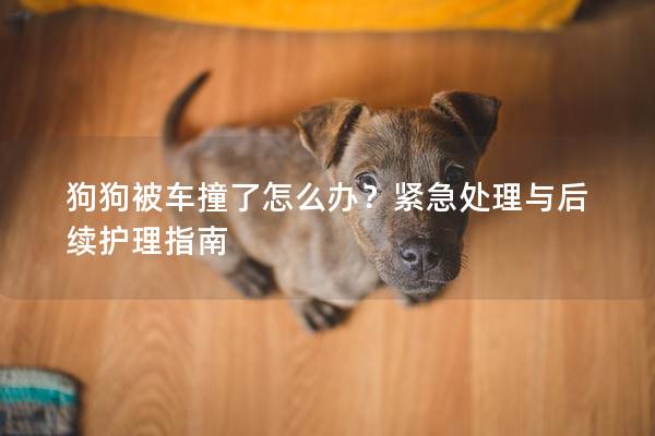 狗狗被车撞了怎么办？紧急处理与后续护理指南