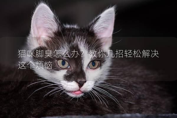 猫咪脚臭怎么办？教你几招轻松解决这个烦恼