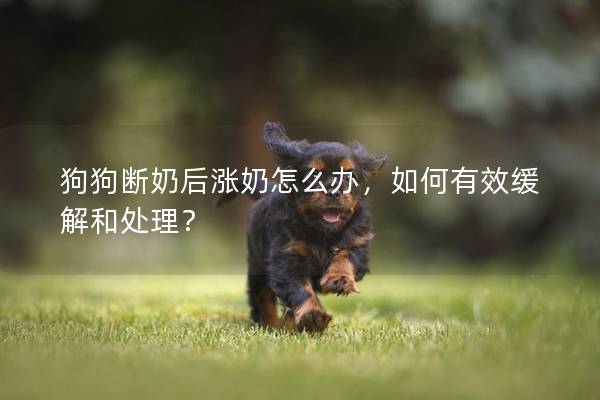 狗狗断奶后涨奶怎么办，如何有效缓解和处理？