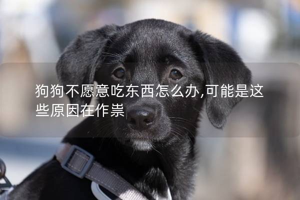 狗狗不愿意吃东西怎么办,可能是这些原因在作祟