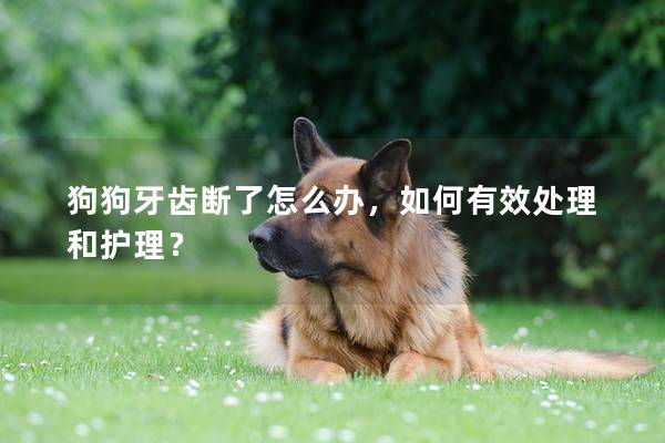 狗狗牙齿断了怎么办，如何有效处理和护理？
