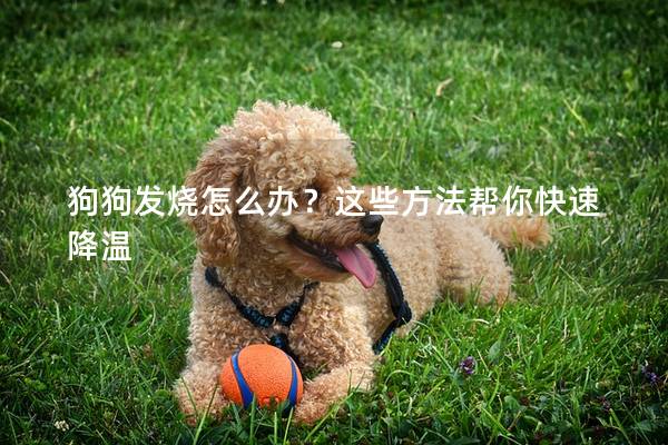 狗狗发烧怎么办？这些方法帮你快速降温